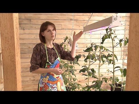 Видео: Семья из Вологодской области построила биовегетарий