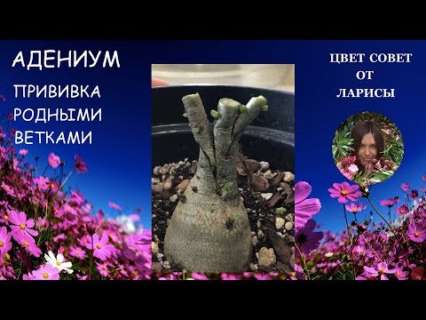 Видео: ПРИВИВКА АДЕНИУМА РОДНЫМИ ВЕТКАМИ ЧАСТЬ 1