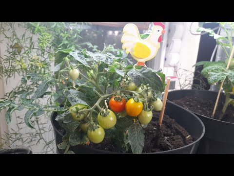 Видео: ОВОЧІ НА ПІДВІКОННІ. РЕАЛЬНІСТЬ ЧИ ІГРАШКА? ЧАСТИНА 3.