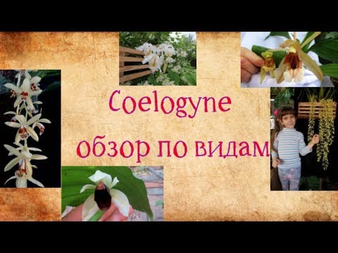 Видео: Coelogyne обзор видов