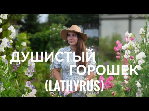 Видео: ДУШИСТЫЙ ГОРОШЕК или ЧИНА ДУШИСТАЯ (LATHYRUS).