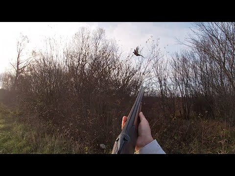 Видео: Лов на Фазан - Pheasant hunting