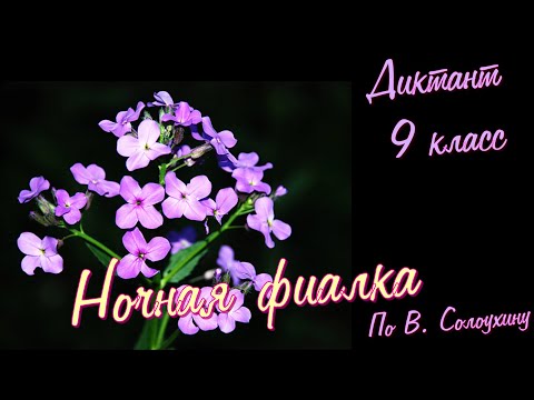 Видео: Диктант по русскому языку с проверкой! 9 класс. Ночная фиалка #диктант9класс #диктант