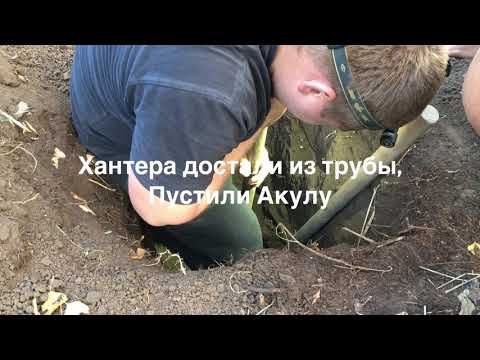 Видео: Охота на барсука с Ягдтерьерами