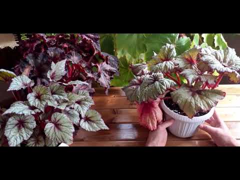 Видео: Бегонии - обзор