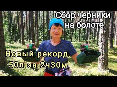 Видео: Сбор черники на болоте 2024. НОВЫЙ РЕКОРД 12л за 30минут