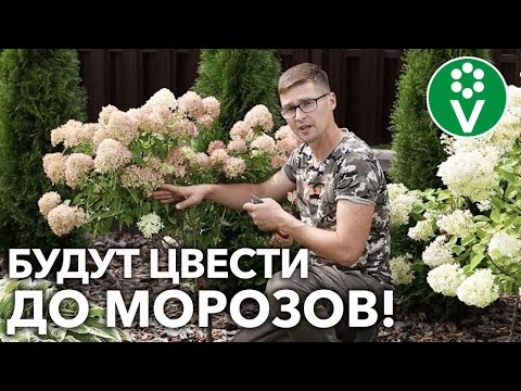 Видео: ГОРТЕНЗИИ БУДУТ ЦВЕСТИ ШАПКАМИ, если сделаете ТАК в конце лета!