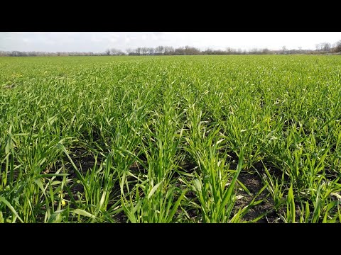 Видео: 12.11.25. Посів глибиною 8см, чому ми так зробили, І коли це не потрібно робити. Які плюси та мінуси