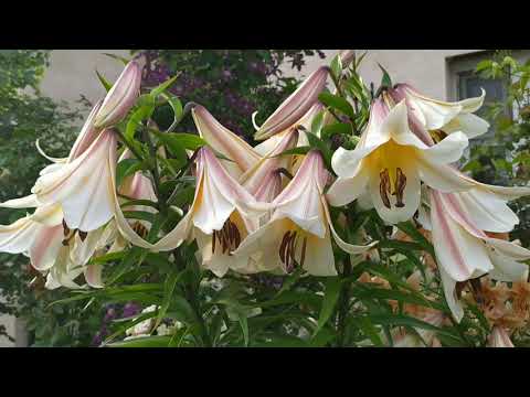 Видео: Цветение лилий в саду роз.