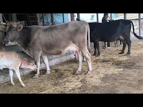 Видео: ГОВИ ФУРУШИ 3 САР КАРПАТ ШУВАЕД НОМЕР 911217221  28 октября 2024