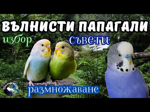 Видео: Вълнисти папагали компилация съвети, информация, отглеждане