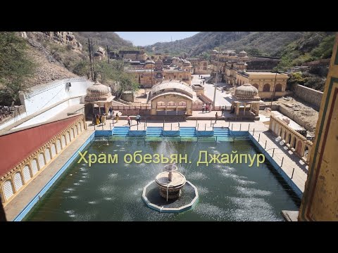 Видео: 2025.03.05 - Храм обезьян.  Джайпур