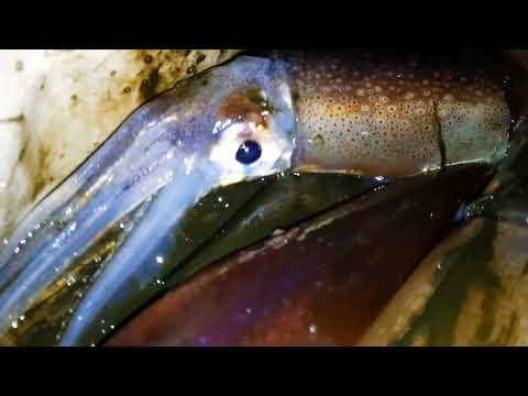 Видео: Охота на кальмара.Находка 20.07 на 21.07.23г