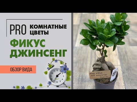 Видео: Фикус Джинсенг | так похожий на бонсай | Как правильно ухаживать за фикусом