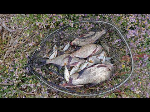 Видео: Снова пробую ловить леща на флэт. Бердянское водохранилище. 20 09 2025