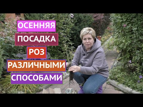 Видео: ПОСАДКА РОЗ ОСЕНЬЮ! РАЗНЫЕ ВАРИАНТЫ ДЛЯ РАЗНЫХ САЖЕНЦЕВ!