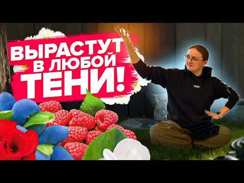 Видео: РАСТЕНИЯ ДЛЯ ВЫРАЩИВАНИЯ В ТЕНИ!