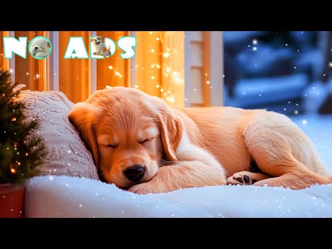 Видео: 11 часов расслабляющей фортепианной музыки для собак 🌙 Успокаивающие мелодии для снятия стресса и г