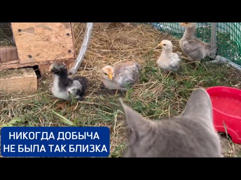 Видео: Никогда добыча не была так близка! 