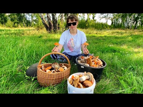 Видео: ВЫШЛИ ИЗ ЛЕСА И БЫЛИ В ШОКЕ СКОЛЬКО ИХ ТУТ!! Лесные грибы/сбор