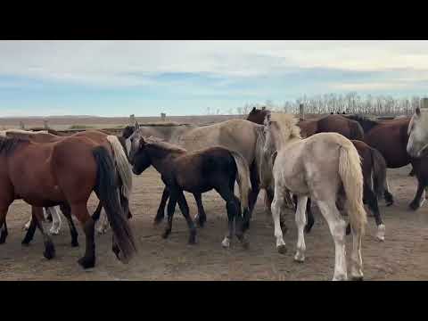 Видео: Косяк Акжала, вакцинация и продажа жеребят #жылкы #лошади #айгыр #интересно #жеребец #