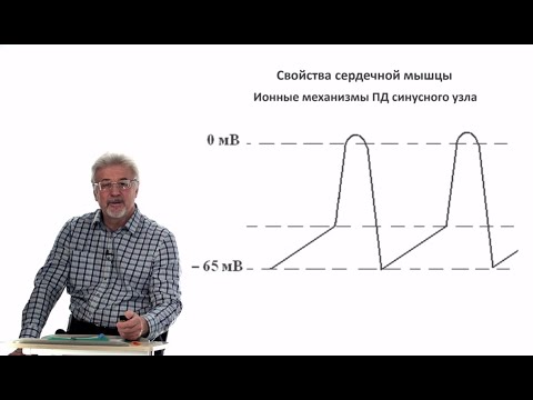 Видео: Евсеев А.В. Нормальная физиология. Лекция №14. Возбуждение в синусном узле. Регуляция сердца. 2023
