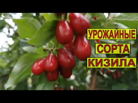 Видео: УРОЖАЙНЫЕ СОРТА КИЗИЛА  "СЕМЁН " И  "НЕЖНЫЙ". ЧАСТЬ 1