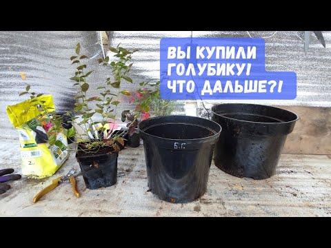 Видео: Купили голубику🫐 что делать дальше?! 🤔Пересадка, уход, хранение саженца зимой.