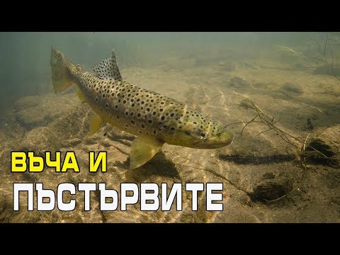 Видео: Въча и пъстървите