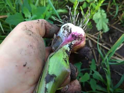 Видео: 18.04.18.Гермідор завершує вегетацію.2-й(невтішний) висновок по пристеблевій бульбочці Гермідора.