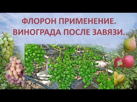Видео: @Флорон применение. Виноград после завязи. Виноград 2018
