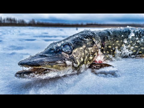Видео: ПЕРВЫЙ ЛЁД 2023-24! ЖЕРЛИЦЫ СРАБАТЫВАЮТ ОДНА ЗА ОДНОЙ!
