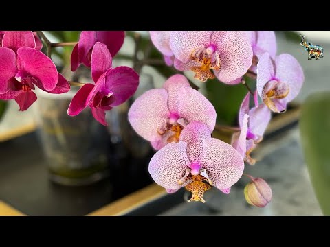 Видео: Внесение удобрений по листу орхидей☝🏻! Да, так можно 😈 #phal #orchid #growingorchids