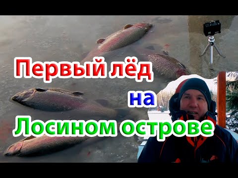 Видео: Первый лед Лосиный остров Клевое место. Форель со льда. First ice in a Cool place Trout off the ice.