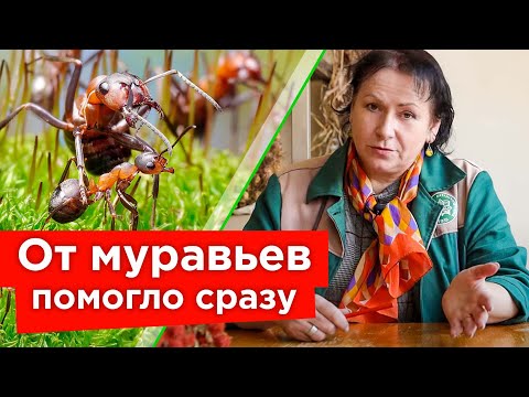 Видео: МУРАВЬИ БОЯТСЯ ЭТОГО КАК ОГНЯ! Эффективные способы борьбы с муравьями: от народных до тяжелой химии