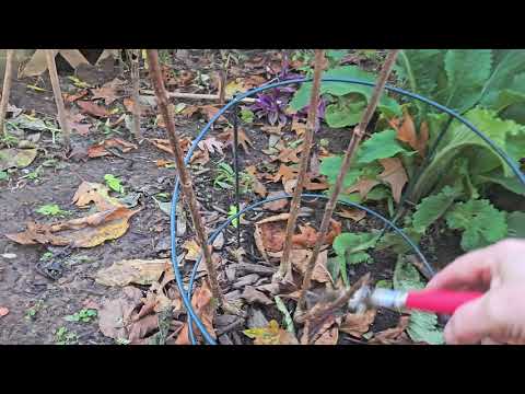 Видео: Хотите сформировать штамбовую форму у метельчатой гортензии? Есть варианты.