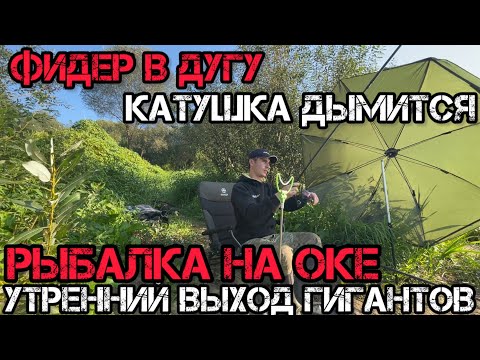 Видео: ФИДЕР в ДУГУ КАТУШКА ДЫМИТСЯ Рыбалка на ОКЕ Утренний ВЫХОД ГИГАНТОВ на ТОЧКУ