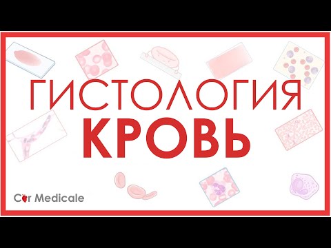 Видео: Гистология: кровь