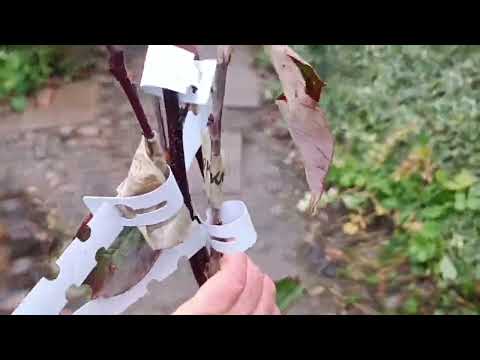 Видео: Сад півдняОтримала посилку В нас дощ, а тут термінові роботи і саджаю цибулькові, декоративні яблуні