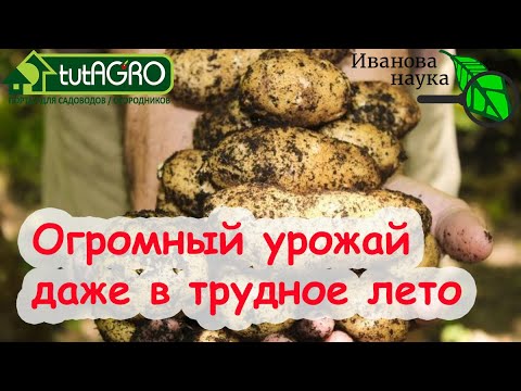 Видео: НАЗВАН СОРТ КАРТОФЕЛЯ, дающий ОГРОМНЫЙ урожай даже в трудное лето! САМЫЙ УСТОЙЧИВЫЙ СОРТ с ВЫГОДОЙ.