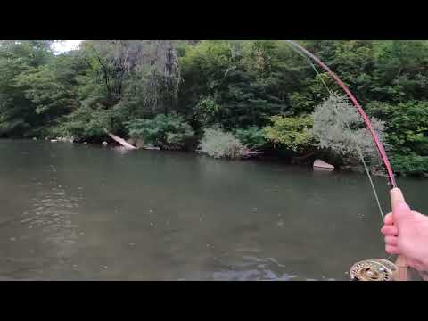 Видео: Мухарски риболов - рая на скобарите / Fly fishing - angler's a stapler's paradise