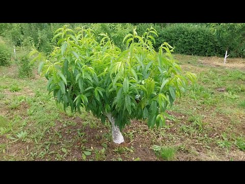 Видео: Силна резитба на праскова след зимно измръзване