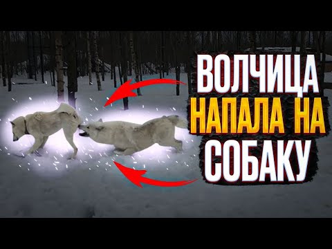 Видео: Арктическая ВОЛЧИЦА НАЧАЛА ДУШИТЬ СОБАКУ 😱 Волк Акела впорыве ревности показал кто в ПАРКЕ ХОЗЯИН!