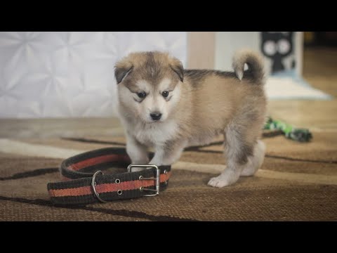 Видео: Слепых щенков выбросили на улице на мусорку.......