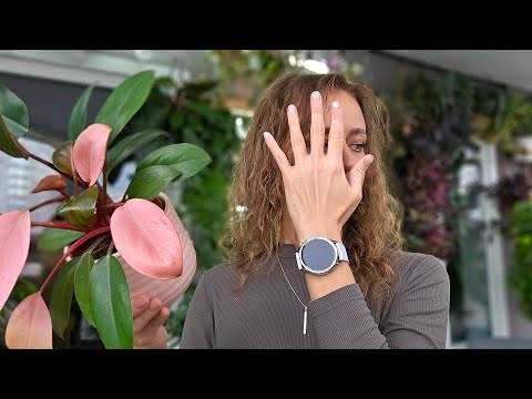 Видео: 🟣🟢 ОБМАН НА РЫНКЕ РЕДКИХ РАСТЕНИЙ: за что мы платим? / Филодендрон Pink Kongo