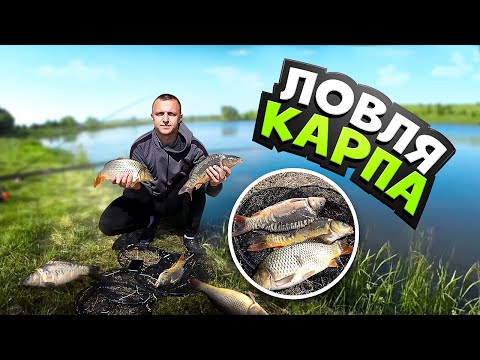 Видео: Ловля карпа на ФЛЕТ-ФІДЕР! КАРП клює як дурний!
