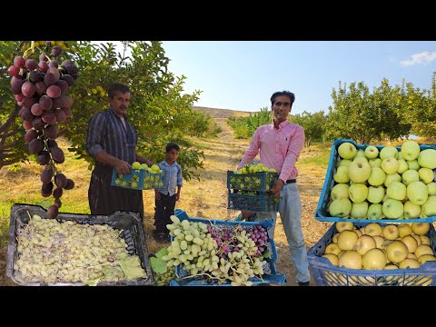 Видео: Сбор органического винограда и яблок в садах Dena Gardens | Иранский кочевой образ жизни
