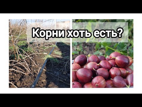 Видео: Копаем отводки крыжовника на доращивание с ЗКС