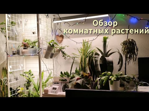Видео: Моя коллекция растений. Январь 2025. Часть 1