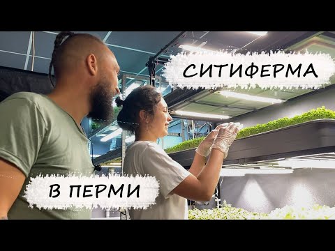 Видео: Ситиферма по выращиванию микрозелени в Перми / Mr.GrowChannel